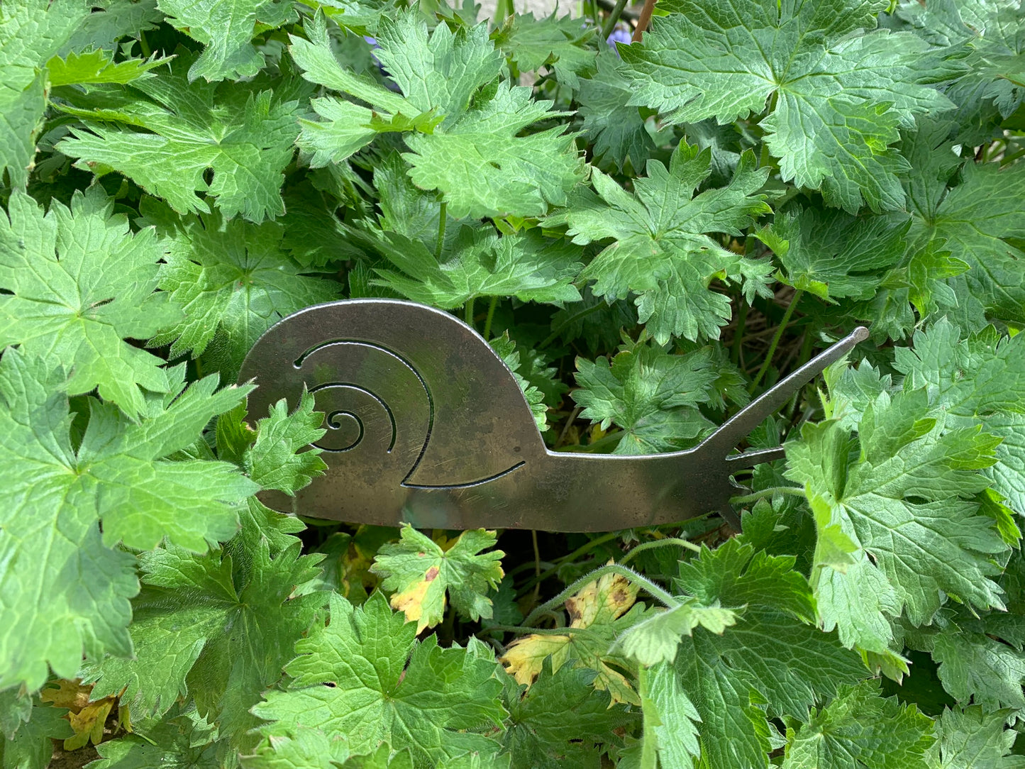 Snail