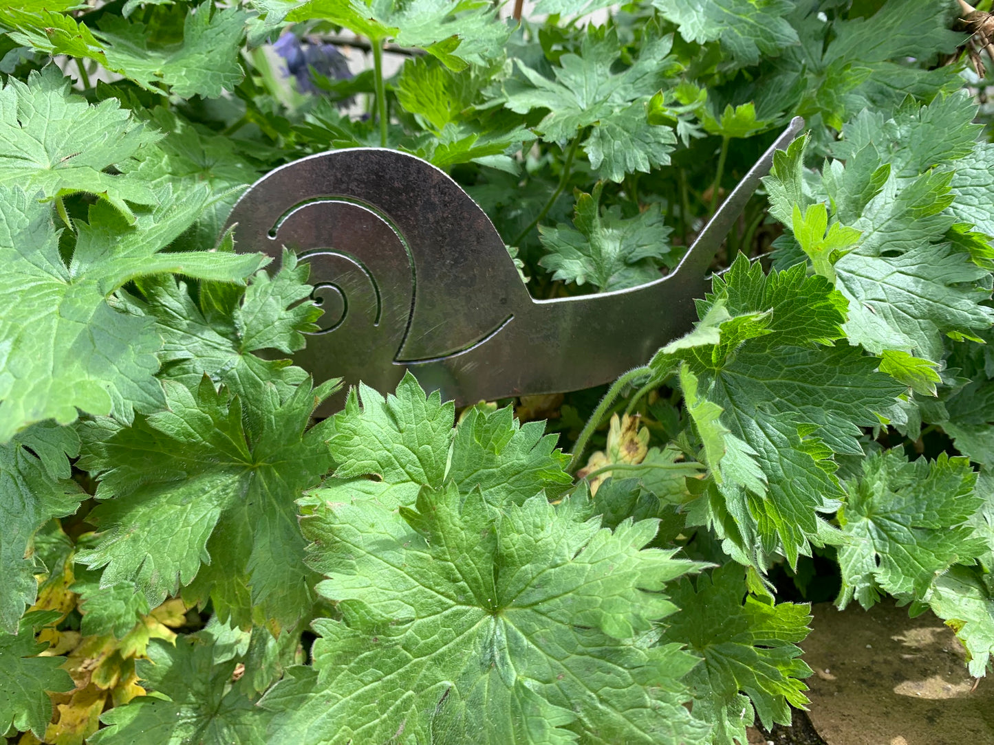 Snail
