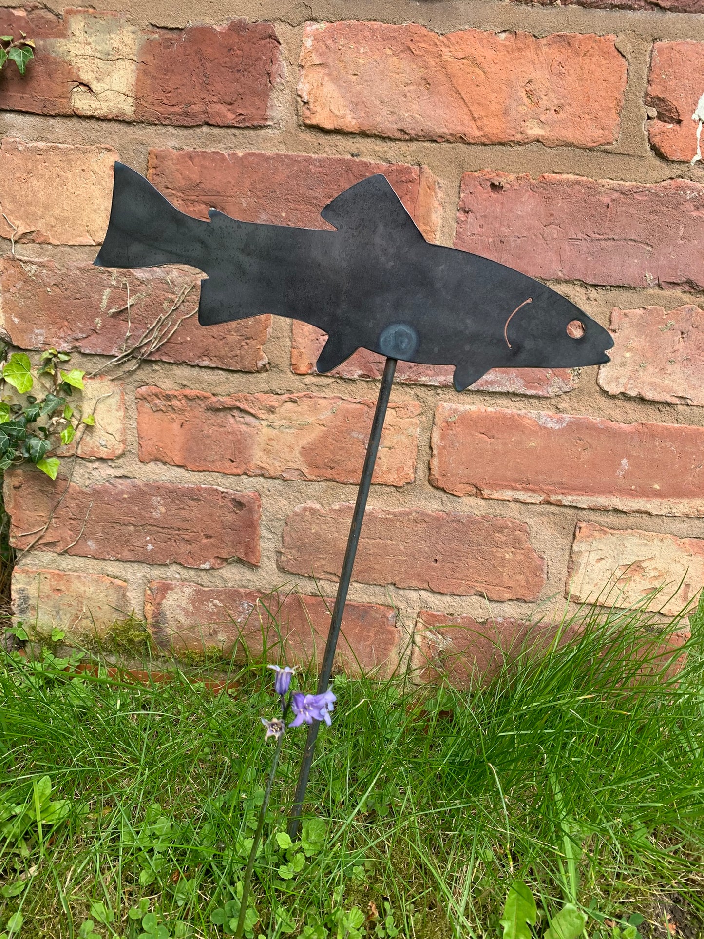 Trout / Fish
