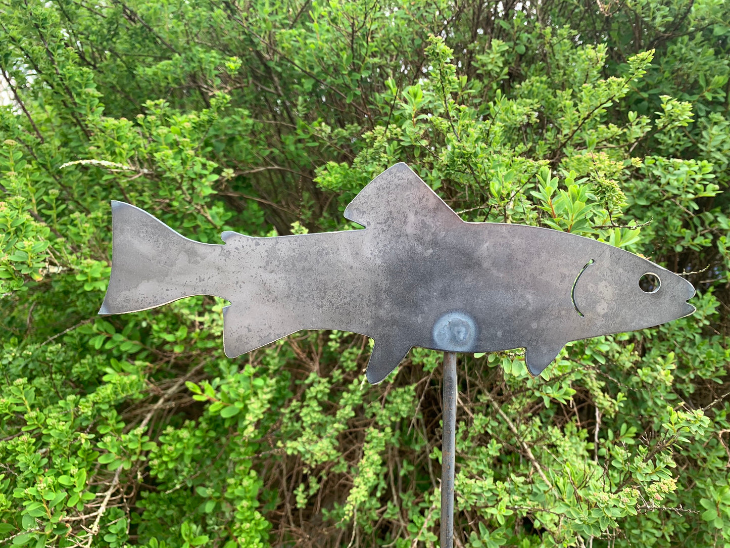 Trout / Fish