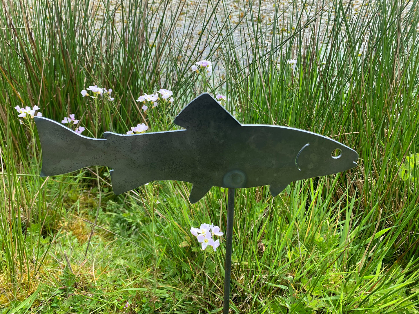 Trout / Fish