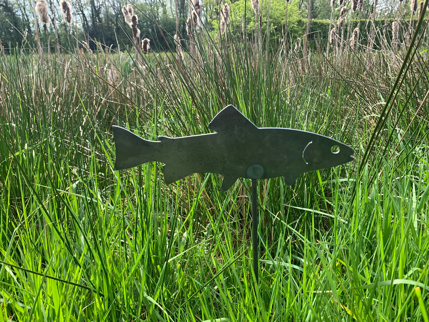 Trout / Fish