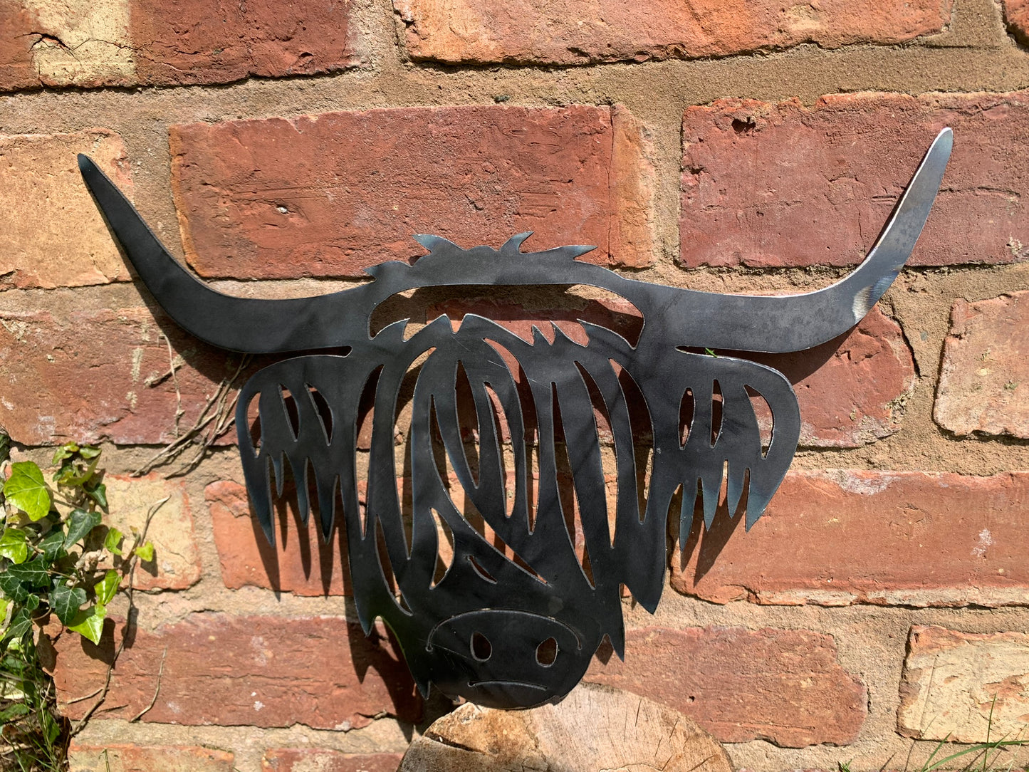 Highland Cow