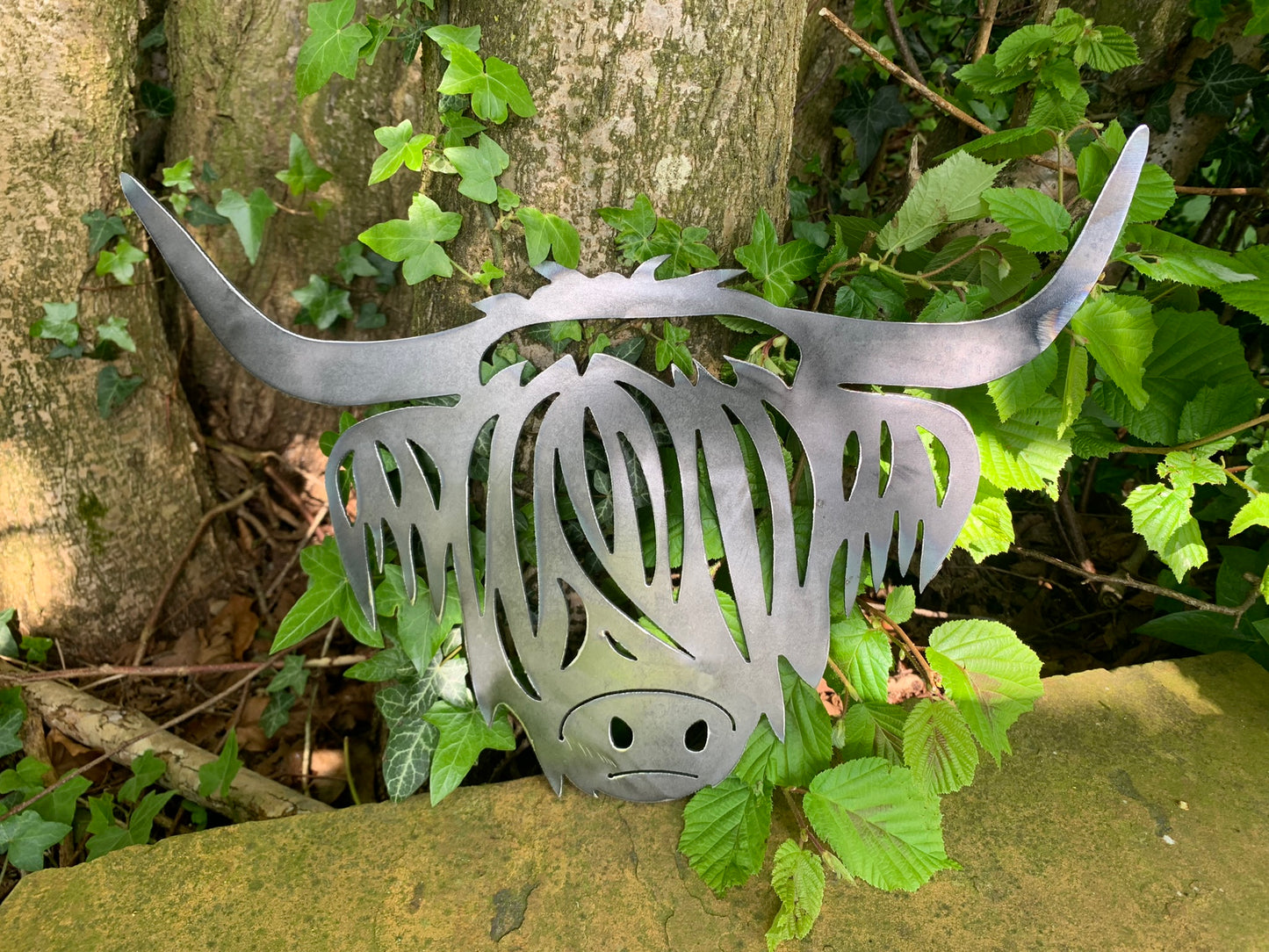 Highland Cow