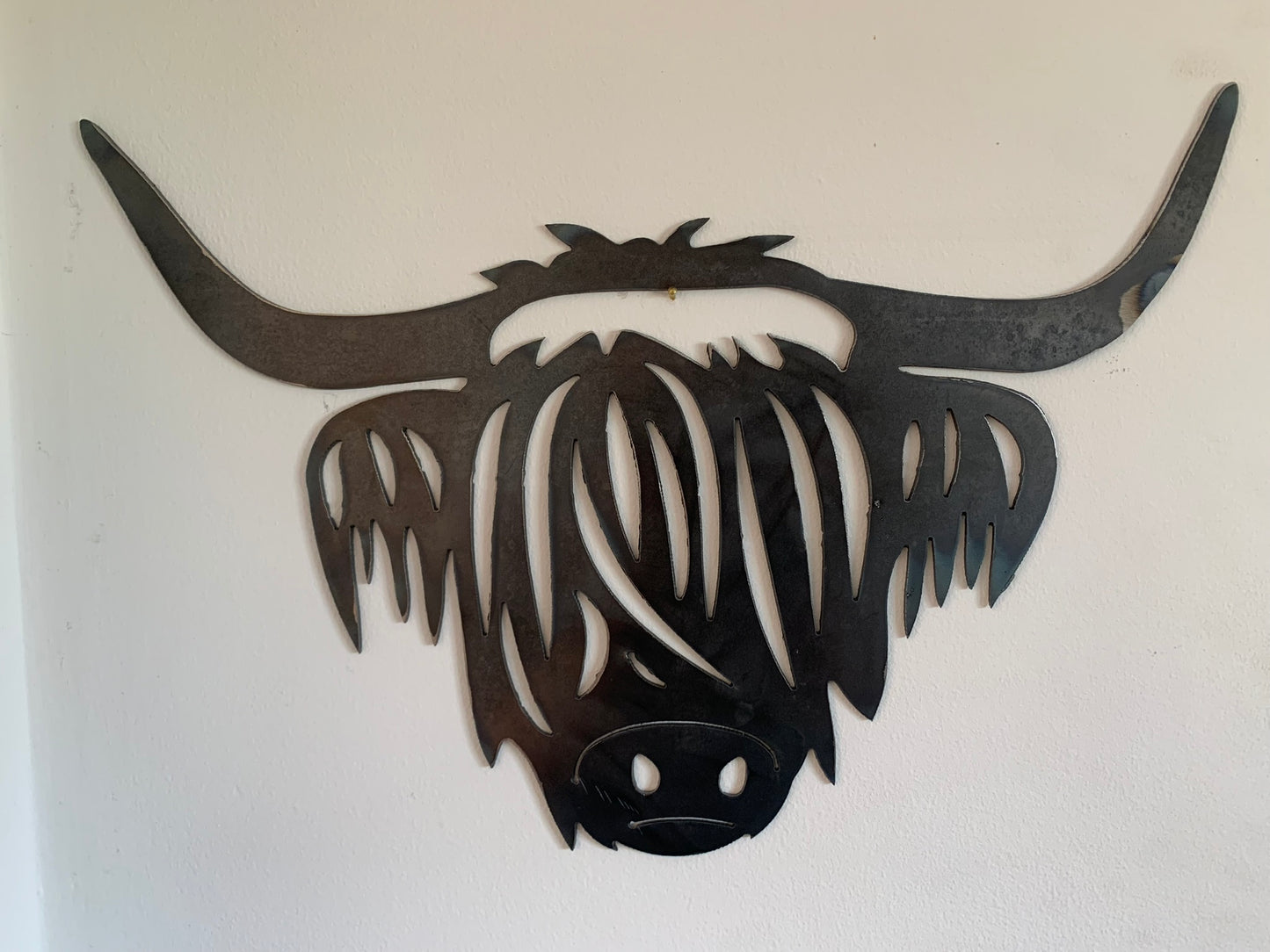 Highland Cow