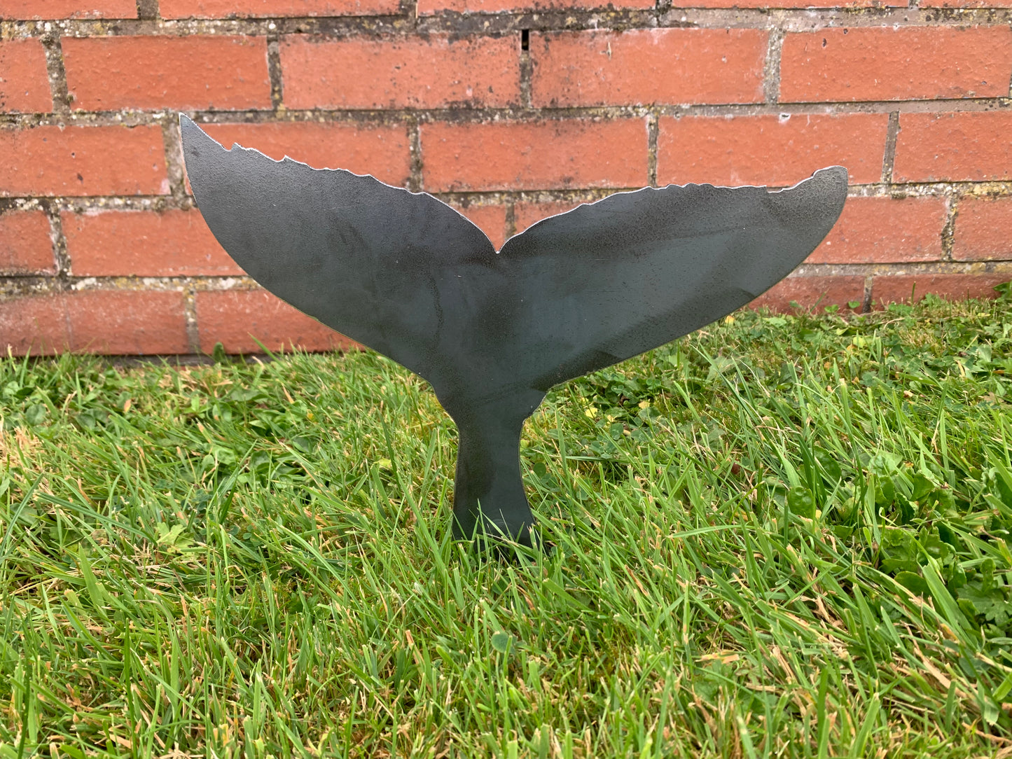 Whale Tail