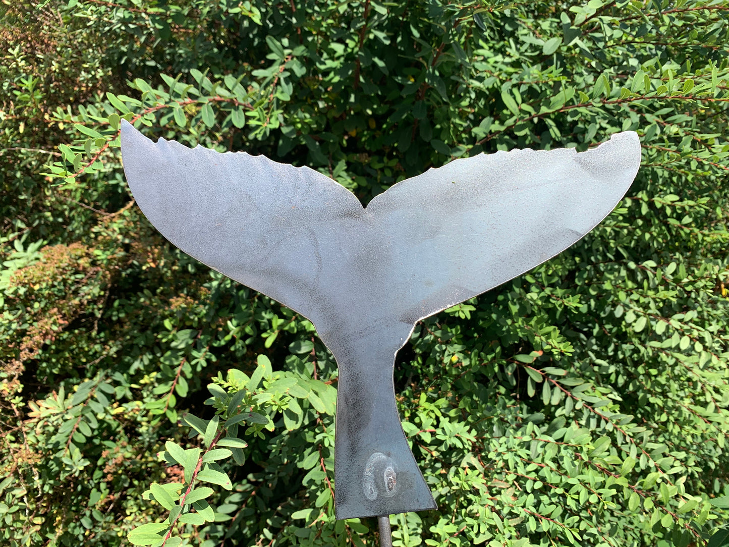 Whale Tail