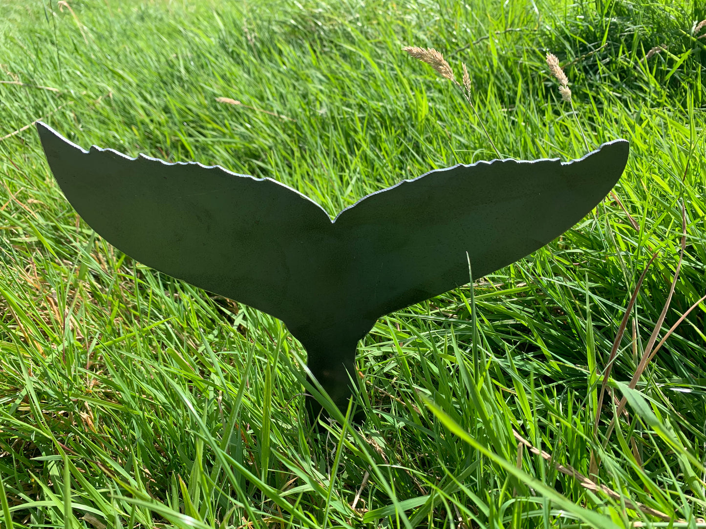 Whale Tail