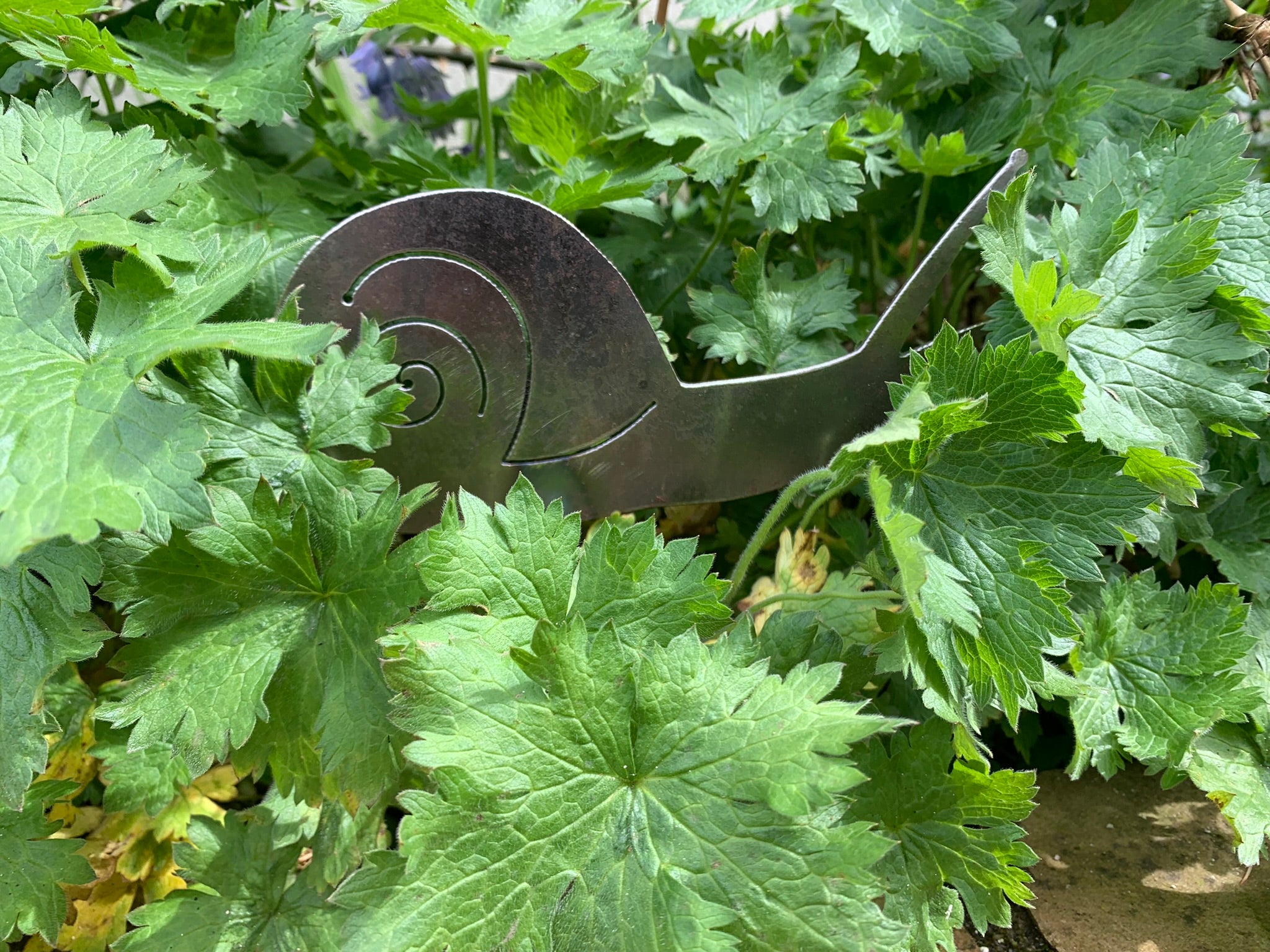 Snail