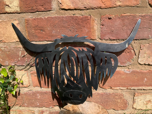 Highland Cow